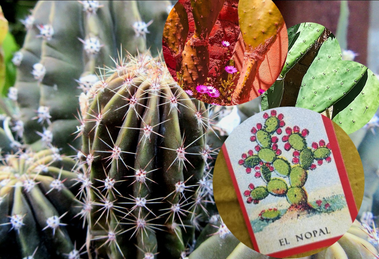 ROJA DE ESPINAS
